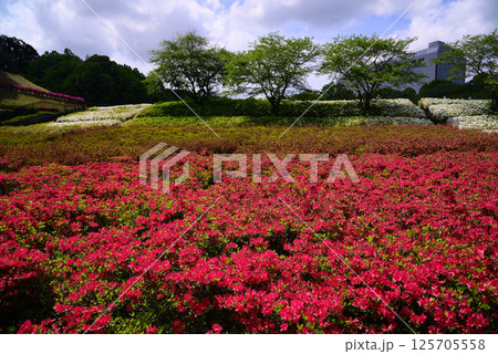 いちめんのツツジに覆われるあつぎつつじの丘公園 いちめんのツツジに覆われるあつぎつつじの丘公園 125705558