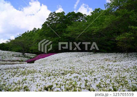 いちめんのツツジに覆われるあつぎつつじの丘公園 いちめんのツツジに覆われるあつぎつつじの丘公園 125705559