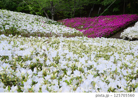 いちめんのツツジに覆われるあつぎつつじの丘公園 125705560