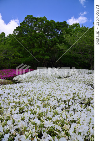 いちめんのツツジに覆われるあつぎつつじの丘公園 いちめんのツツジに覆われるあつぎつつじの丘公園 125705573
