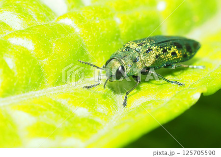 クロホシタマムシ クロホシタマムシ 125705590