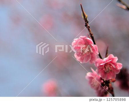 4月に咲いた紅い梅の花「江南所無(コウナンショム)」 4月に咲いた紅い梅の花「江南所無(コウナンショム)」 125705898