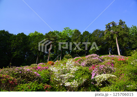花と歴史の寺・塩船観音寺 125706015