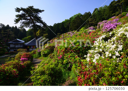 花と歴史の寺・塩船観音寺 125706030