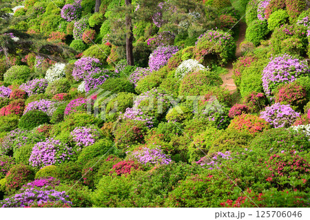 花と歴史の寺・塩船観音寺 125706046