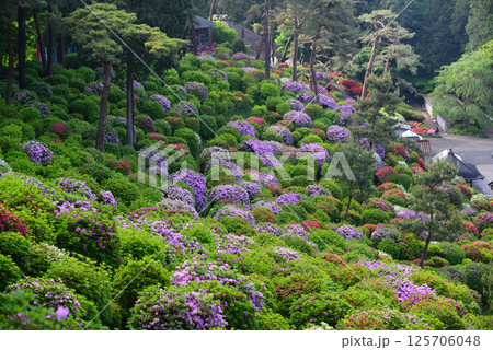 花と歴史の寺・塩船観音寺 花と歴史の寺・塩船観音寺 125706048