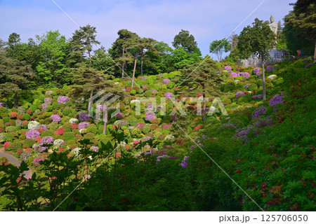 花と歴史の寺・塩船観音寺 125706050