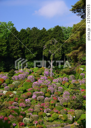 花と歴史の寺・塩船観音寺 125706055
