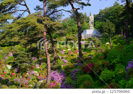 花と歴史の寺・塩船観音寺 花と歴史の寺・塩船観音寺 125706060