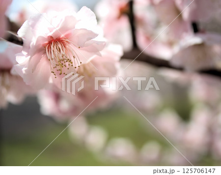 4月に咲いた淡いピンク色の梅の花「見驚（ケンキョウ）」 125706147