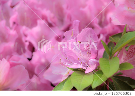 春の日差しを受けて色とりどりに咲き誇るツツジの花たち 春の日差しを受けて色とりどりに咲き誇るツツジの花たち 125706302