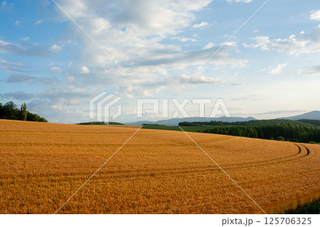 黄金色に実ったムギ畑 125706325