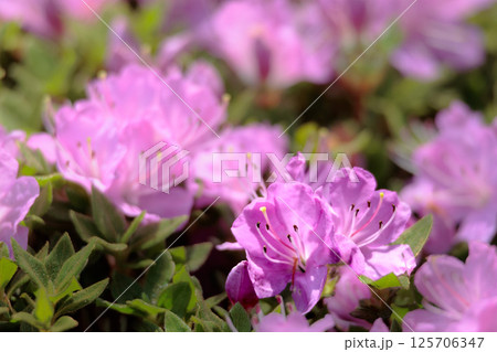 春の日差しを受けて色とりどりに咲き誇るツツジの花たち 125706347