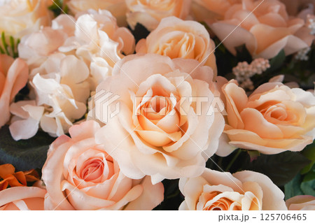 orange and white roses color flower on green leaves background, love, valentine, nature, fashion, buddha orange and white roses color flower on green leaves background, love, valentine, nature, fashion, buddha 125706465