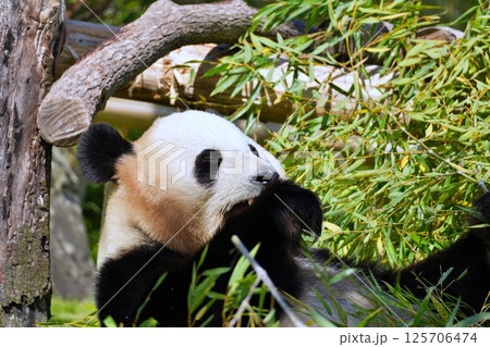 笹を食べるジャイアントパンダ 笹を食べるジャイアントパンダ 125706474
