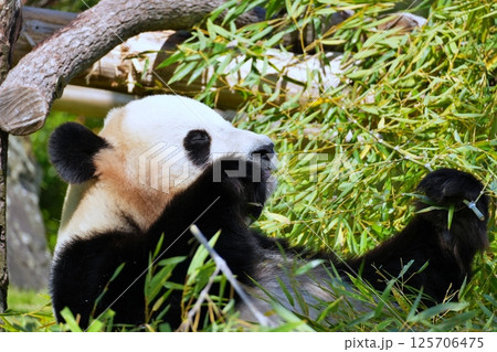 笹を食べるジャイアントパンダ 125706475