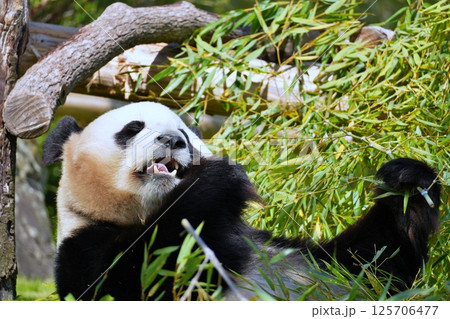 笹を食べるジャイアントパンダ 125706477