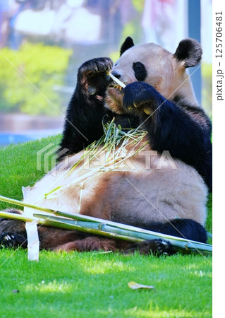 笹を食べるジャイアントパンダ 125706481