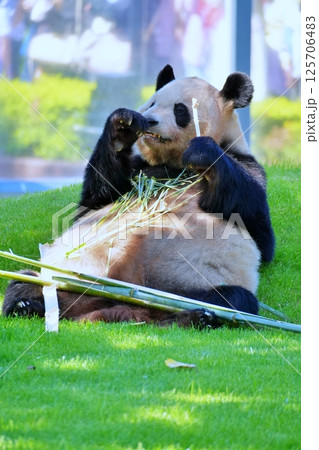 笹を食べるジャイアントパンダ 125706483