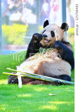 笹を食べるジャイアントパンダ 125706485