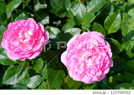 バラ バラ 125706502