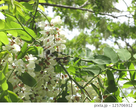 白いニセアカシアの花 125706912