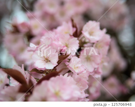 4月に咲いた美しいサトザクラ「長州緋桜（チョウシュウヒザクラ）」 125706948