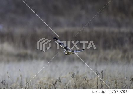 枯草に現れたコミミズク 枯草に現れたコミミズク 125707023