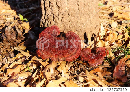 雑木林の樹木の根元に生える霊芝 125707350