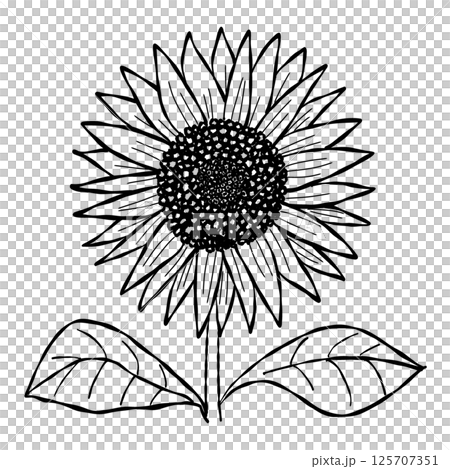 Simple line drawing of sunflower 125707351