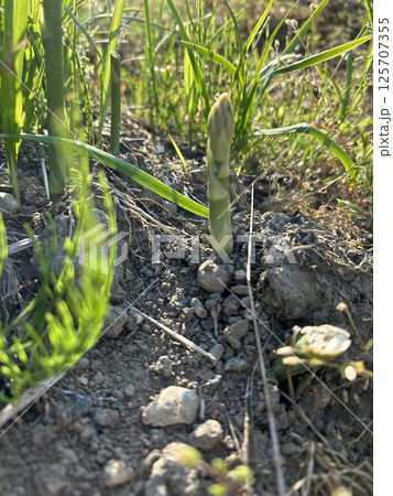 アスパラガス 125707355