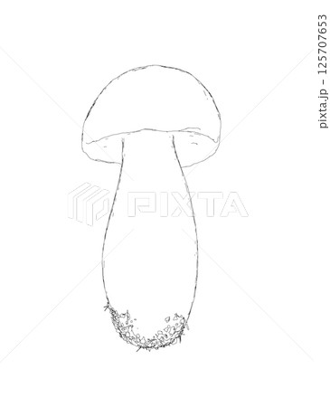 Outline champignon mushrooms Vector illustration drawn, toadstool, fly agaric, white toadstool, contour mushrooms isolated on a white background. Vector icon illustration of mushroom champignon. 125707653