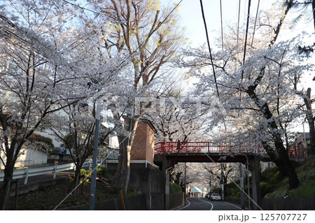 東京都内の人気の桜スポット・桜坂(大田区田園調布) 東京都内の人気の桜スポット・桜坂(大田区田園調布) 125707727