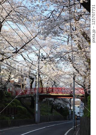 東京都内の人気の桜スポット・桜坂(大田区田園調布) 東京都内の人気の桜スポット・桜坂(大田区田園調布) 125707731