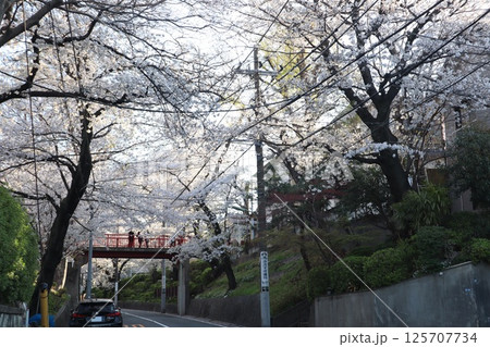 東京都内の人気の桜スポット・桜坂（大田区田園調布） 125707734