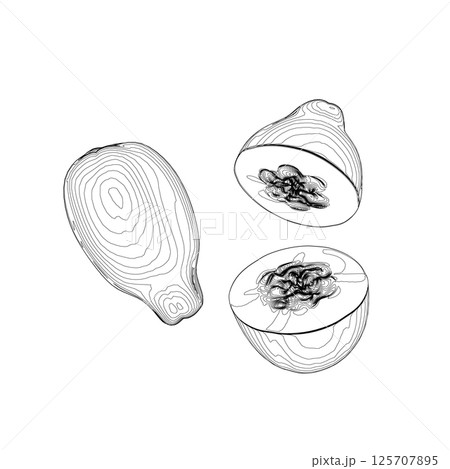 Papaya fruit outline vector icon, drawing monochrome illustration. Healthy nutrition, organic food, vegetarian product. Papaya Sketch hand drawn vector illustration. Sweet Exotic Thailand asian papaya 125707895