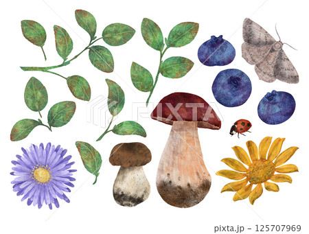 Branches, leaves and berries of blueberries, edible mushrooms, autumn butterfly and ladybug. A set of elements for the design 125707969