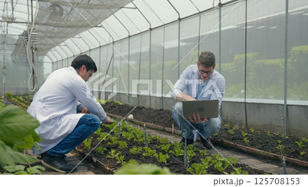 Two Biotechnology man engineer holding magnifying glass and looking at the vegetables leaf in hydroponics farm for disease, Professional researcher agriculture scientist use laptop computer Two Biotechnology man engineer holding magnifying glass and looking at the vegetables leaf in hydroponics farm for disease, Professional researcher agriculture scientist use laptop computer 125708153
