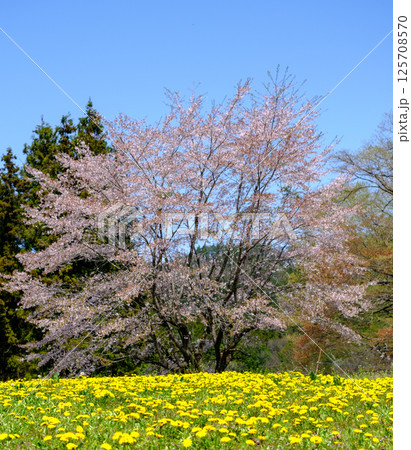 タンポポと共演する桜 125708570