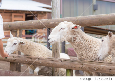 【日本】千葉県の牧場で飼育されている羊が柵から頭を乗り出して餌を待つ 125708614