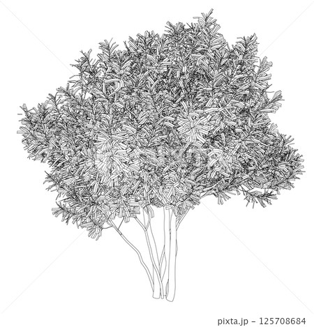 Outline of a detailed large tree made of black lines isolated on a white background. Vector illustration. Outline of a detailed large tree made of black lines isolated on a white background. Vector illustration. 125708684