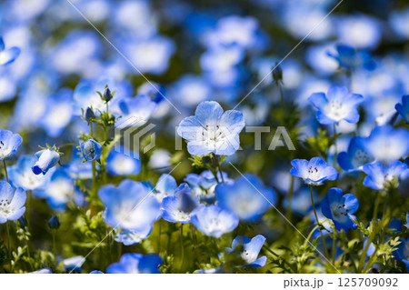 埼玉県　熊谷スポーツ文化公園ネモフィラ 125709092