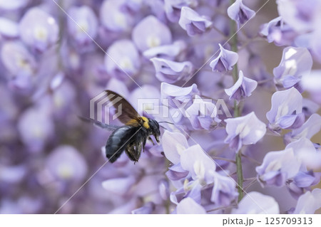 満開の藤の花で集密するクマバチ 125709313