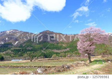 桜咲く白馬山麓の春 125709361