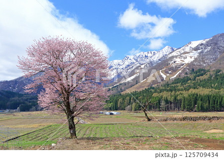 桜咲く白馬山麓の春 125709434