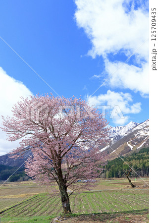 桜咲く白馬山麓の春 125709435