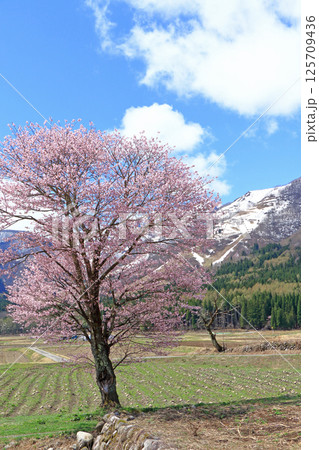 桜咲く白馬山麓の春 桜咲く白馬山麓の春 125709436