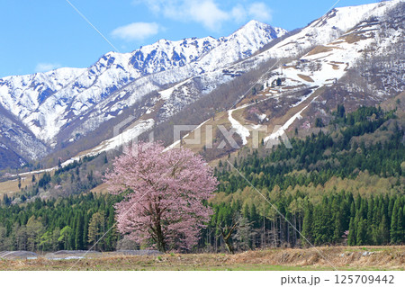 桜咲く白馬山麓の春 桜咲く白馬山麓の春 125709442