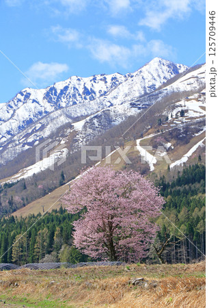 桜咲く白馬山麓の春 125709446