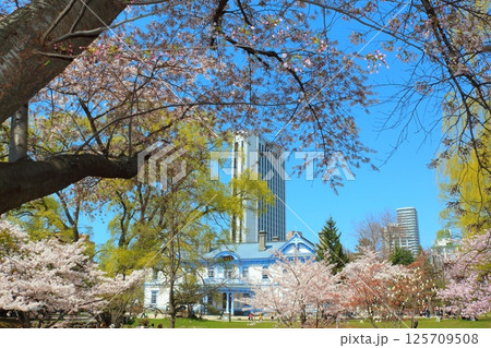 桜満開の豊平館 桜満開の豊平館 125709508